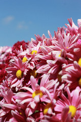 Gerbera flowers with blue sky