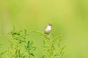 The Zitting Cisticola or Streaked Fantail Warbler