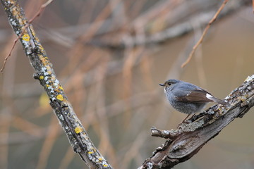 Plumbeous Water Redstart (Rhyacornis fuliginosa) in China 