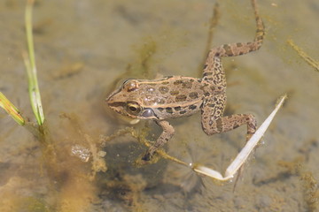 Black-spotted Pond Frog or Dark-spotted frog 