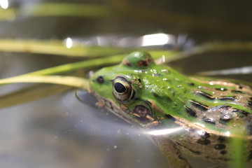 Black-spotted Pond Frog or Dark-spotted frog 
