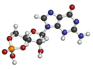 Cyclic guanosine monophosphate (cGMP) molecule.