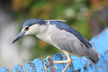 Fototapeta premium Black-crowned night heron (Nycticorax nycticorax) in Japan 