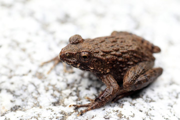 Wrinkled Frog (Rana rugosa) in Japan 