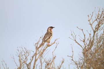 Red Wattlebird (Anthochaera carunculata) in South Australia