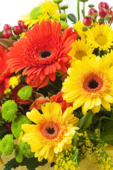 Gerbera flowers isolated on white background.