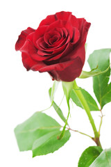 Red rose isolated on white background.