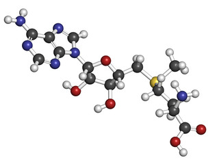 S-adenosyl methionine (SAM) molecule.
