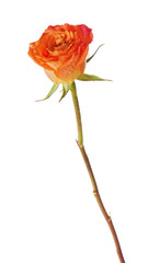 Rose isolated on white background.