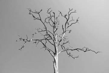 Black and white, Dead and dry tree