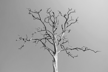 Black and white, Dead and dry tree