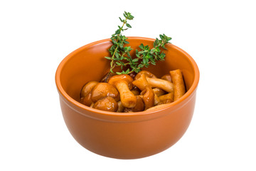 Armillaria