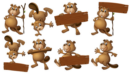 A group of beavers with empty wooden boards © GraphicsRF