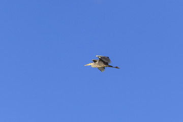 Grey Heron