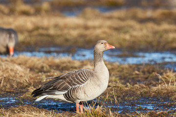 Graylag goose