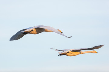 Obraz premium Whooper Swan flying