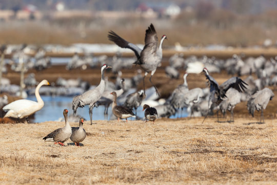 Greylag Goose and Cranes