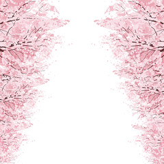 桜 並木　Rows of Cherry Blossom trees
