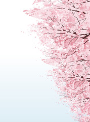 桜 並木 Beautiful Cherry blossom boulevard trees