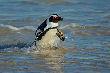 Obraz premium African penguin (Spheniscus demersus) on the beach