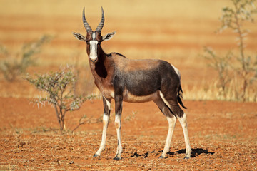 Bontebok antelope © EcoView