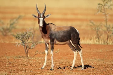 Fotobehang Bontebok antelope © EcoView