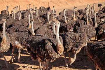 Ostricheson an ostrich farm, Karoo region, Western Cape
