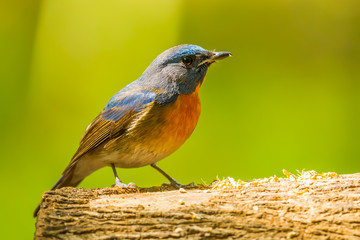 Chinese Blue Flycatcher on the wood in nature