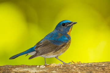 Chinese Blue Flycatcher  turn to see us