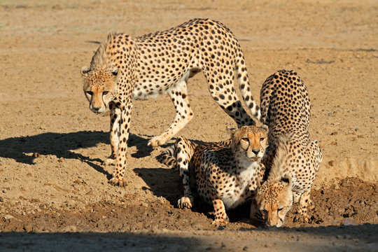 Cheetahs drinking water, Kalahari desert