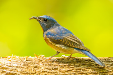 Chinese Blue Flycatcher  with worm