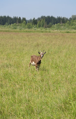 Brown goat stands in green field and looks at camera