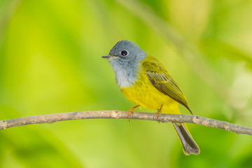 Front side of  Grey-headed Canary-flycatcher