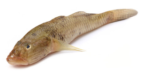 Fototapeta premium Tank goby of popular Bele fish of Indian subcontinent