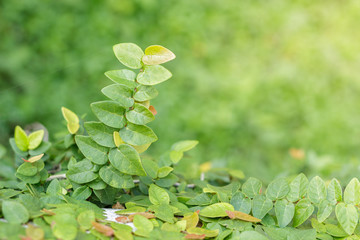 Closeup green creeper in garden.