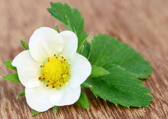 Fototapeta premium Strawberry flower