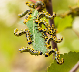 caterpillars eating the birch leaf