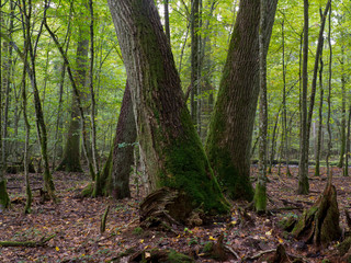 Old oaks moss wrapped in fall