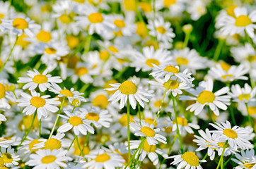 Camomile field