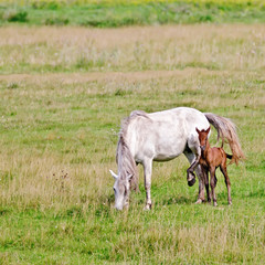Obraz na płótnie Canvas Horse white with bay foal on meadow