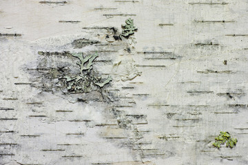 upper birch bark with lichens