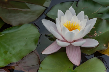White lotus flower in a pond