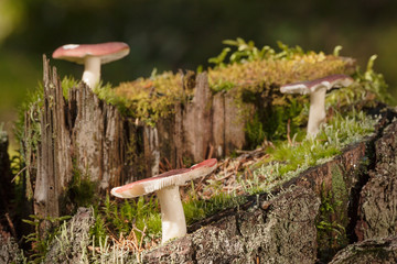 Mushrooms on a tree stump - obrazy, fototapety, plakaty