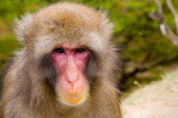 Japanese macaque