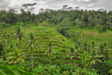 Fototapeta na wymiar Bali ricefield Indonesia Ubud Bali