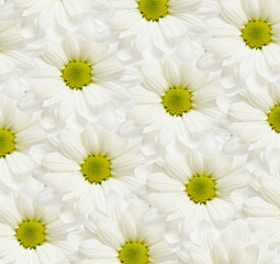 Fototapeta premium .Daisy flowers background