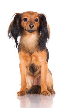russian long haired toy terrier dog