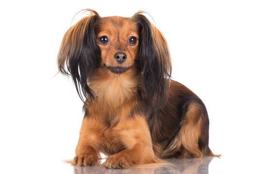 russian toy terrier dog lying down