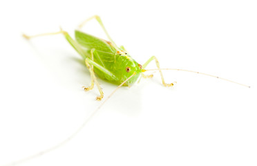 Great Green Bush-Cricket (Tettigonia viridissima)