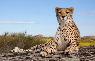 Gardinen liegender Gepard © Carola G.